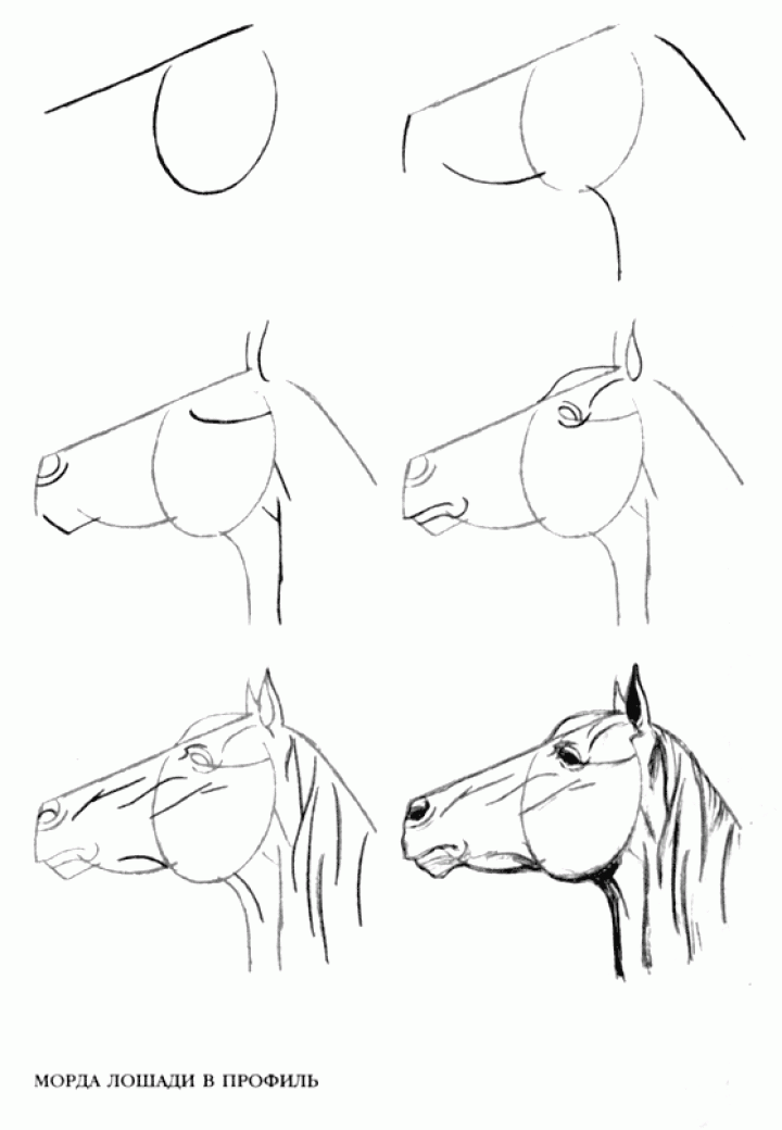 Схема лошадиного лица