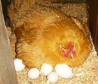 Откуда у куры яйца. Курица несёт яйцо фото. У курицы огромный живот. Как курица несет яйца процесс.