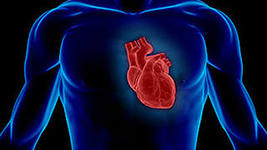 Сердце в теле человека