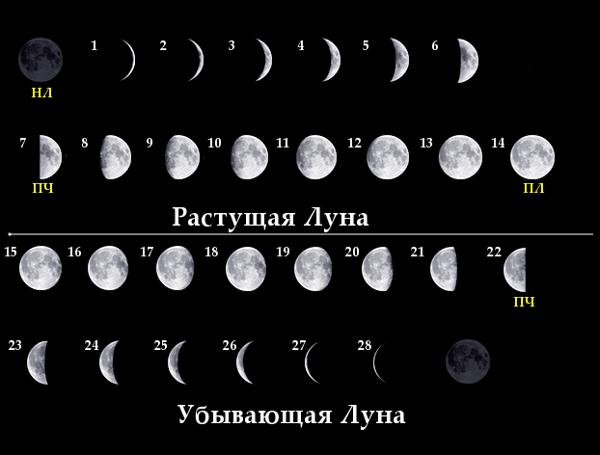 Как определить в какой фазе находится луна? 